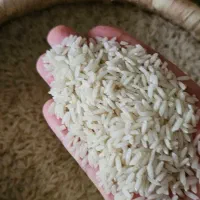 پخش برنج ایرانی
