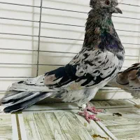 کبوتر سرور تهرنی|پرنده|قزوین, |دیوار