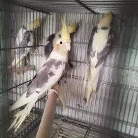 100 عدد عروس یه صورت کلی و جزیی