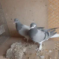 کبوتر جیر دمگیر