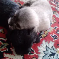 توله سگ|سگ|آمل, |دیوار