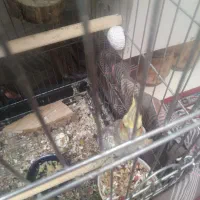 جفت|پرنده|کنگاور, |دیوار