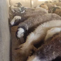 ۵۰ میش شیشک ابستن