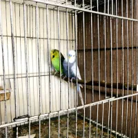 مرغ عشق انگلیسی مولد|پرنده|تهران, تجریش|دیوار