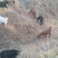 ۲۰ بز دورگه اصلی ابستن|حیوانات مزرعه|لالی, |دیوار