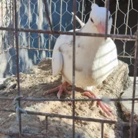 جوجه سار کاکلی|پرنده|تربتحیدریه, آغوی|دیوار