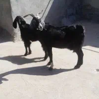 بز دورگه آبست با کهره ماده|حیوانات مزرعه|بهبهان, |دیوار
