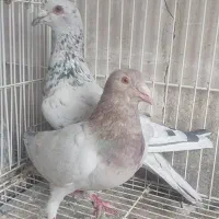 ۴ جفت  جفتگاه  کاشمر