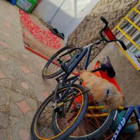 دوچرخه 24|دوچرخه، اسکیت، اسکوتر|ایرانشهر, |دیوار