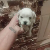 طوله سگ تریرخانگی|سگ|تبریز, |دیوار