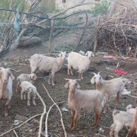 فروش9عددبزسانن