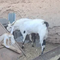 نربز گلابی