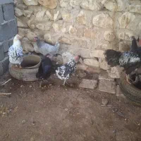 مرغ وبار خروس محلی|حیوانات مزرعه|بندر دیر, |دیوار