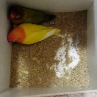 طوطی برزیلی مرغ عشق پروانه ای