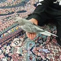 طوطی ماده آماده|پرنده|بروجرد, |دیوار