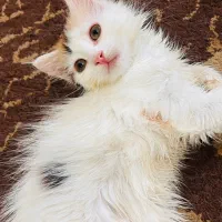 پرشین میکس|گربه|دزفول, |دیوار