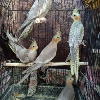 فروش عروس هلندی پنج شیش ماهه|پرنده|تنکابن, |دیوار