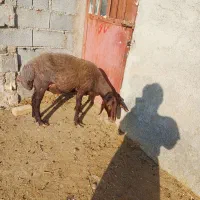 بره نره