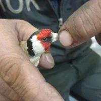 سره نر خال قفل