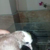 کفتر شازده پلنگ