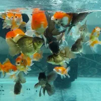 ماهی گلدفیش وارداتی|ماهی|کرمانشاه, |دیوار