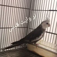 عروس هلندی مولد نژاد خاص|پرنده|همدان, |دیوار