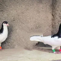 کفتر کبوتر پرشی رنگه نرساده خال چپ شیرازی  ماده