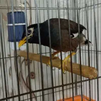 مرغ مینا|پرنده|کاشان, کوچه باسکول|دیوار