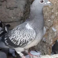 جوجه پلاکی گم شده|پرنده|شادگان, |دیوار