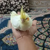 جوجه ی عروس هلندی ۴۰روزه|پرنده|بندر دیر, |دیوار