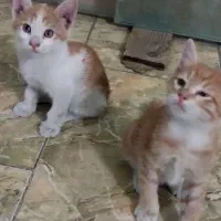 بچه گربه