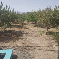 باغ ویلایی در جلفا منطقه دشت نصر (شامداران)|فروش خانه و ویلا|جلفا, |دیوار