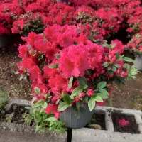 فروش گل و گیاه