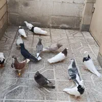 کبوتر رنگه جوانه و مولد(طوقی ، دم سفید، ساده)