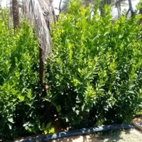 لیمو سنگی. خوشه ای نژاد اصلاح شده خاگی