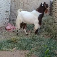 چپش پاکستان