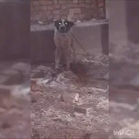 سگ نگهبان و گله ای