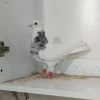 طوقی هفت رنگ ماده