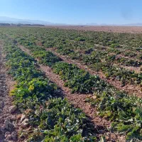 فروش چغندر قند شیرین|لوازم جانبی حیوانات|آبکوه, |دیوار