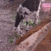 بزغاله پاکستانی|حیوانات مزرعه|سربیشه, |دیوار