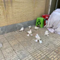کبوتر زینتی|پرنده|اصفهان, شاهزید|دیوار