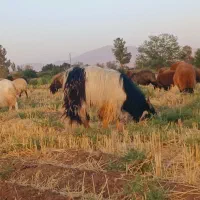 بز نر کردی|حیوانات مزرعه|شاهرود, |دیوار