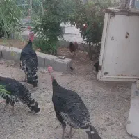 بوقلمون