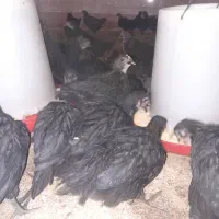 جوجه مرغ بلک|حیوانات مزرعه|دامغان, |دیوار