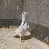 کبوتر ساده سرور تهرونی