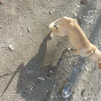 سلام سه عددپاکوتا ماده بامادرشون