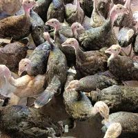 جوجه بوقلمون ۳ماهه
