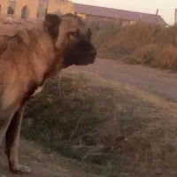 سگ سرابی اصیل|سگ|مهربان, |دیوار