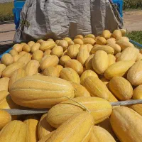 خربزه خاتونی خریداریم