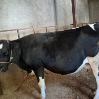 ماده گاو آبستن هلشتاین جوان